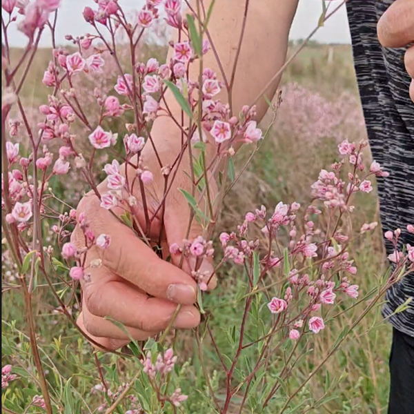 小花红麻植株实拍介绍
